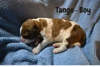 Tango, a male Saint Berdoodle for sale in Shallowater, TX – 1 of 2