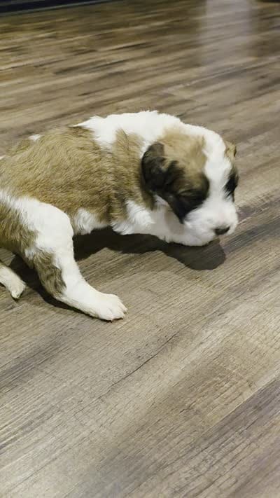 Juliet, a female Saint Berdoodle for sale in Shallowater, TX – 6 of 6
