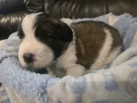 X-Ray, a male Saint Berdoodle for sale in Shallowater, TX – 2 of 5