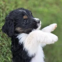 Sierra, a female Saint Berdoodle for sale in Shallowater, TX – 6 of 7