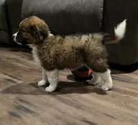 Echo, a male Saint Berdoodle for sale in Shallowater, TX – 5 of 10