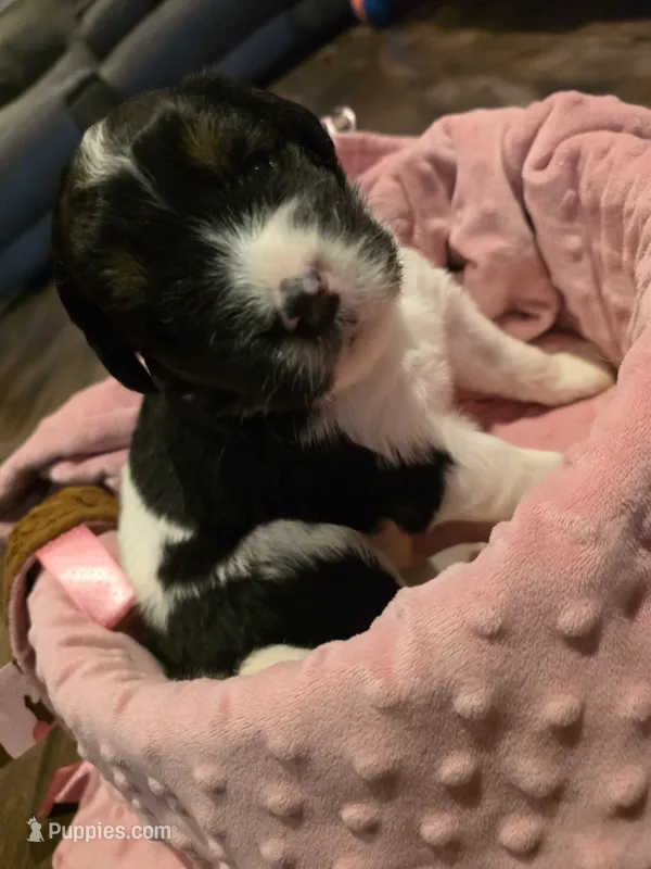Sierra – Saint Berdoodle puppy for sale in Shallowater, TX