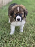 Echo, a male Saint Berdoodle for sale in Shallowater, TX – 10 of 10
