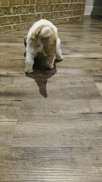 Charley, a female Saint Berdoodle for sale in Shallowater, TX – 3 of 3