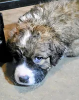Echo, a male Saint Berdoodle for sale in Shallowater, TX – 2 of 10
