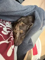 Indie, a female Miniature Dachshund for sale in Houston, TX – 3 of 5