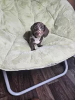 Alvin, a male Dachshund for sale in Houston, TX – Photo 3 of 6