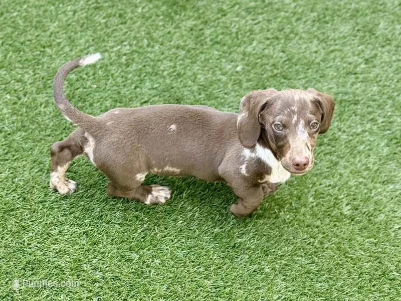 Alvin – Dachshund puppy for sale in Houston, TX