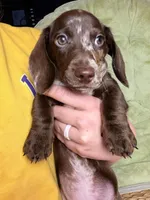 Alvin, a male Dachshund for sale in Houston, TX – Photo 1 of 6