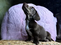 Alvin, a male Dachshund for sale in Houston, TX – Photo 2 of 6