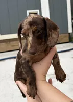 Indie, a female Miniature Dachshund for sale in Houston, TX – 2 of 5
