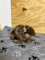 Indie, a female Miniature Dachshund for sale in Houston, TX – 4 of 5