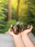 Indie, a female Miniature Dachshund for sale in Houston, TX – 5 of 5