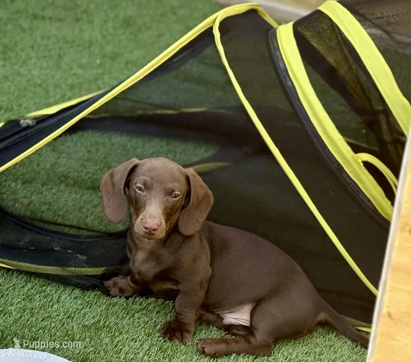 Theodore  – Dachshund puppy for sale in Houston, TX