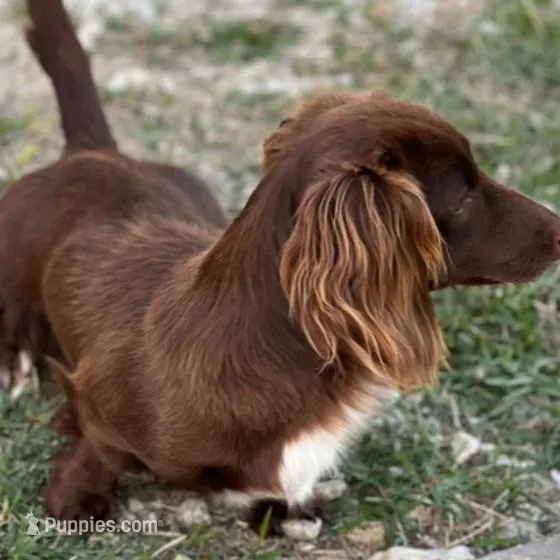 Theodore , a male Dachshund for sale in Houston, TX – Photo 4 of 5