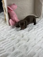 Theodore , a male Dachshund for sale in Houston, TX – Photo 3 of 5