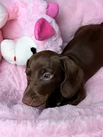 Theodore , a male Dachshund for sale in Houston, TX – Photo 1 of 5