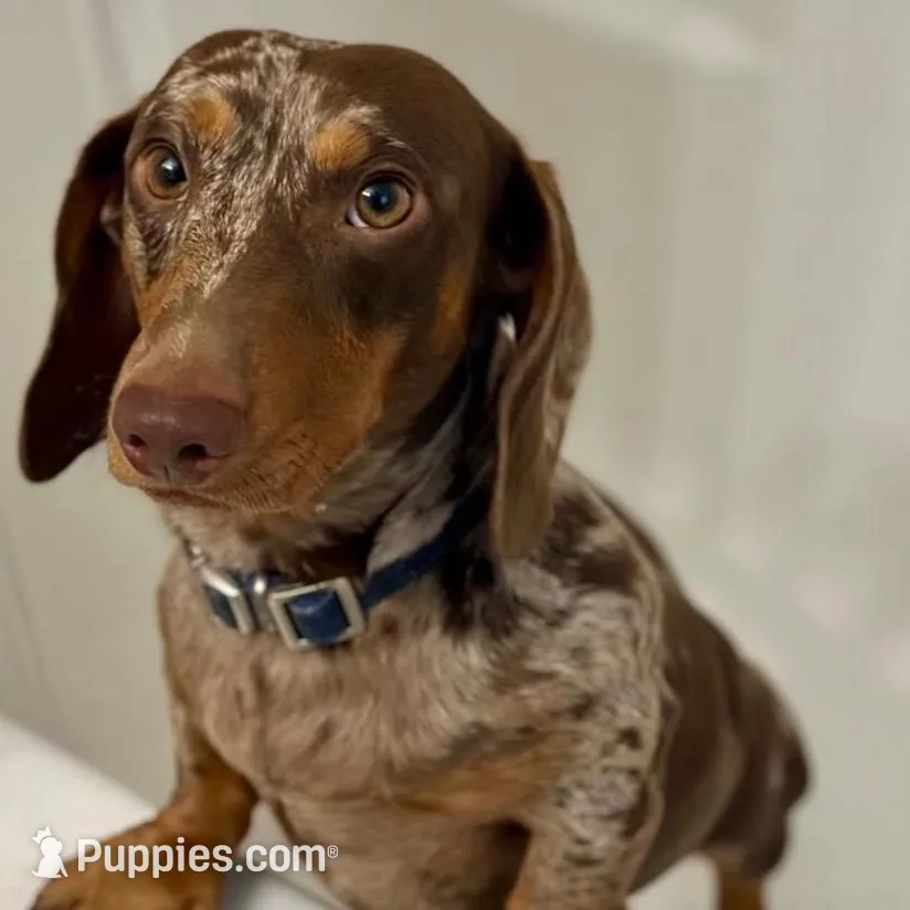 Theodore , a male Dachshund for sale in Houston, TX – Photo 5 of 5