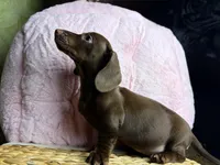 Theodore , a male Dachshund for sale in Houston, TX – Photo 2 of 5