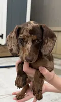 Indie, a female Miniature Dachshund for sale in Houston, TX – 1 of 5