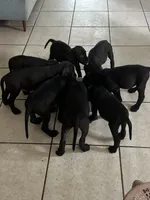 Puppy you pick their forever name, a male Great Dane and Cane Corso for sale in Biloxi, MS – 2 of 10