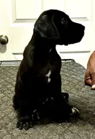 You pick their forever name, a female Great Dane and Cane Corso for sale in Biloxi, MS – 10 of 10