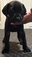 You pick their forever name, a female Great Dane and Cane Corso for sale in Biloxi, MS – 3 of 10