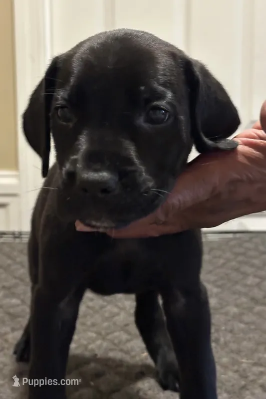 Puppy you pick their forever name – Great Dane, Cane Corso puppy for sale in Biloxi, MS
