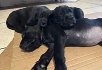 Puppy you pick their forever name, a male Great Dane and Cane Corso for sale in Biloxi, MS – 4 of 10