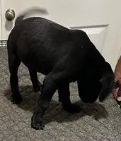Puppy you pick their forever name, a male Great Dane and Cane Corso for sale in Biloxi, MS – 3 of 10