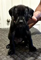 Puppy you pick their forever name, a male Great Dane and Cane Corso for sale in Biloxi, MS – 9 of 10