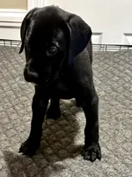Puppy you pick their forever name, a female Great Dane and Cane Corso for sale in Biloxi, MS – 6 of 10