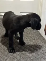 Puppy you pick their forever name, a male Great Dane and Cane Corso for sale in Biloxi, MS – 7 of 10