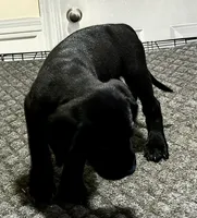 You pick their forever name, a female Great Dane and Cane Corso for sale in Biloxi, MS – 5 of 10