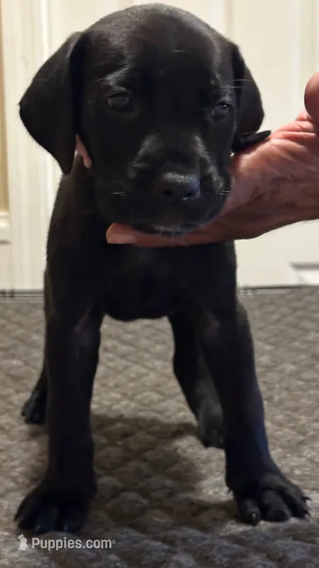 Puppy you pick their forever name – Great Dane, Cane Corso puppy for sale in Biloxi, MS