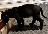 Puppy you pick their forever name, a female Great Dane and Cane Corso for sale in Biloxi, MS – 3 of 10