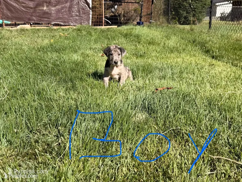 Great Dane Collie Mix  – Bearded Collie, Great Dane puppy for sale in Ironton, OH