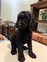 Golden doodle  puppy, a male Goldendoodle for sale in Aurora, CO – 6 of 7