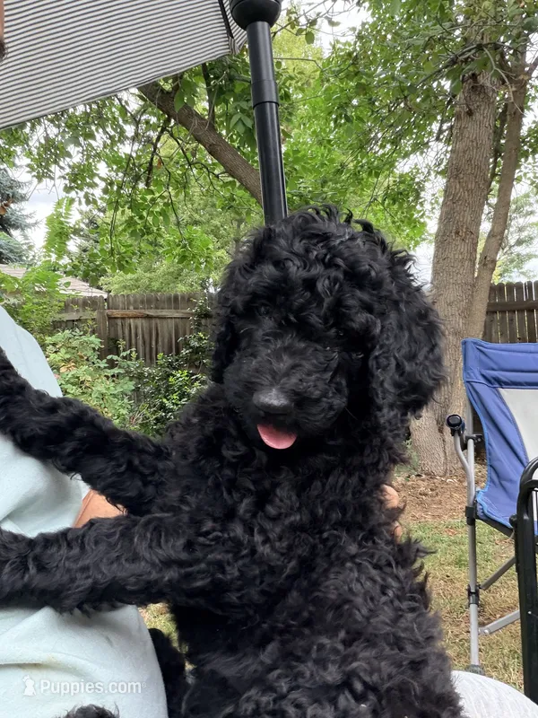 Golden doodle  puppy – Goldendoodle puppy for sale in Aurora, CO