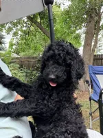 Golden doodle  puppy, a male Goldendoodle for sale in Aurora, CO – 1 of 7