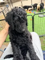 Golden doodle  puppy, a male Goldendoodle for sale in Aurora, CO – 4 of 7