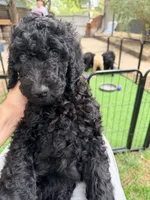 Golden doodle  puppy, a male Goldendoodle for sale in Aurora, CO – 7 of 7