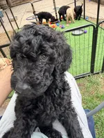 Golden doodle  puppy, a male Goldendoodle for sale in Aurora, CO – 5 of 7