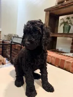 Golden doodle  puppy, a male Goldendoodle for sale in Aurora, CO – 2 of 7