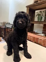 Golden doodle  puppy, a male Goldendoodle for sale in Aurora, CO – 3 of 7
