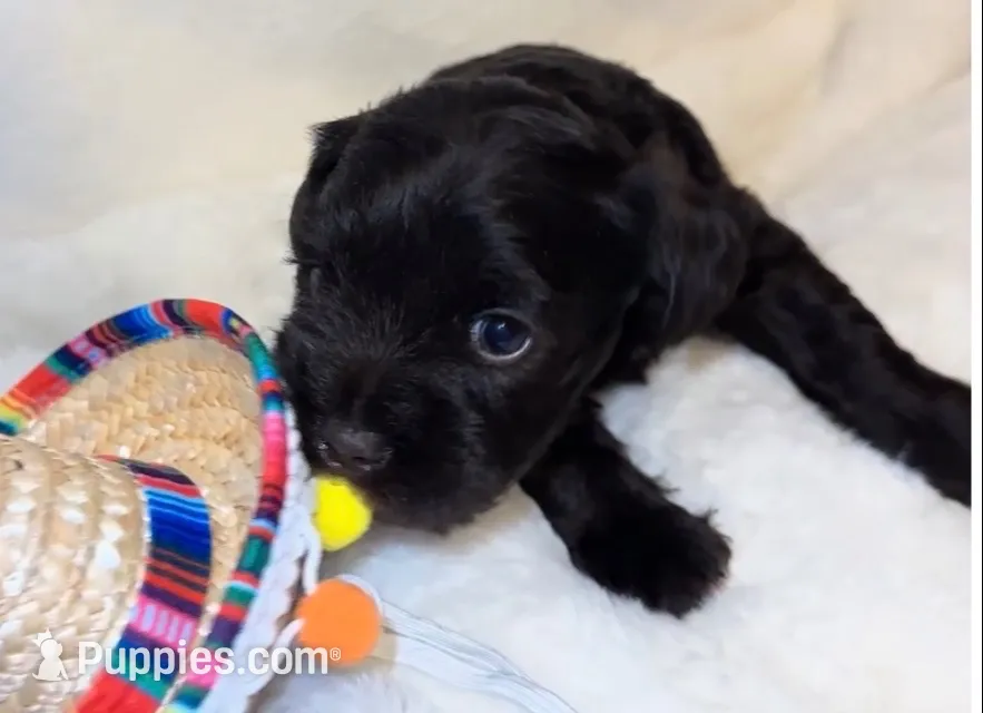 AKC Penny, chocolate liver, a female Miniature Schnauzer for sale in New Market, VA – 2 of 8