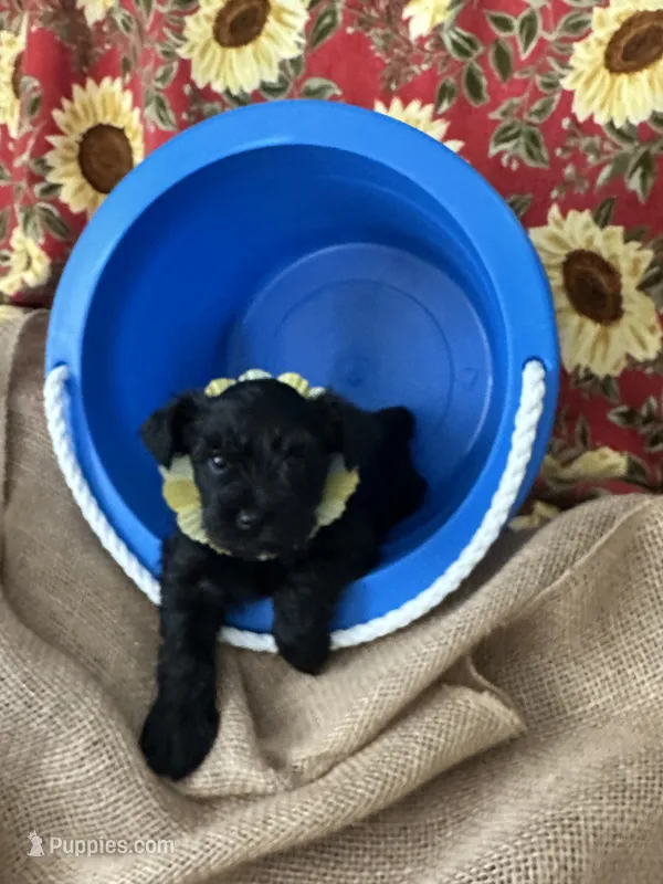 AKC Pepper, black beauty – Miniature Schnauzer puppy for sale in New Market, VA