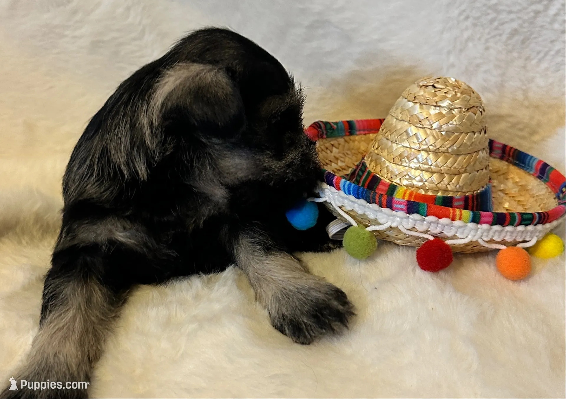 AKC Annie, salt and pepper, a female Miniature Schnauzer for sale in New Market, VA – 3 of 9