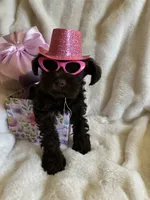 AKC Penny, DAD’s Day SALE🐾💗🐾, a female Miniature Schnauzer for sale in New Market, VA – 2 of 10