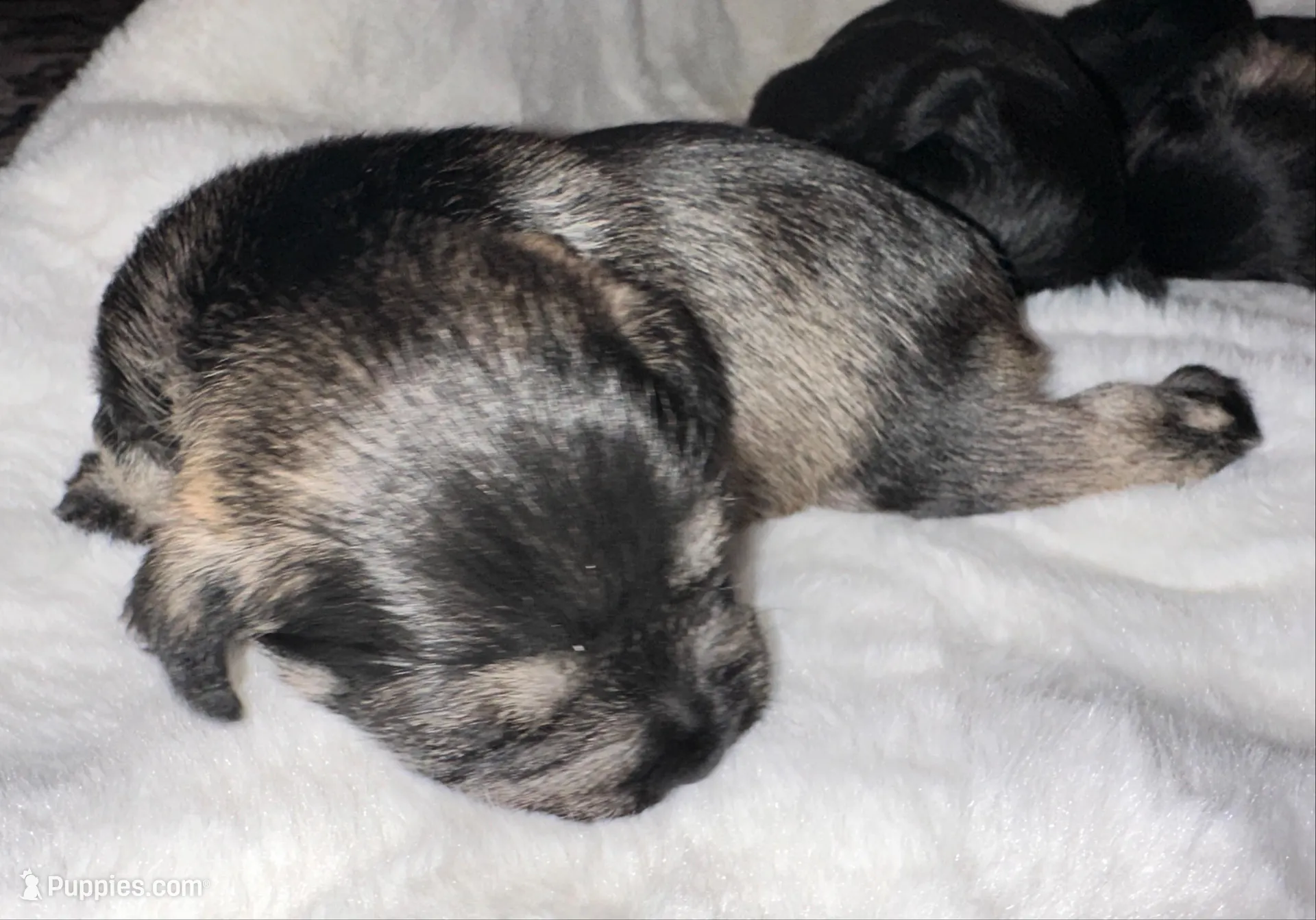 AKC Annie, salt and pepper, a female Miniature Schnauzer for sale in New Market, VA – 5 of 9